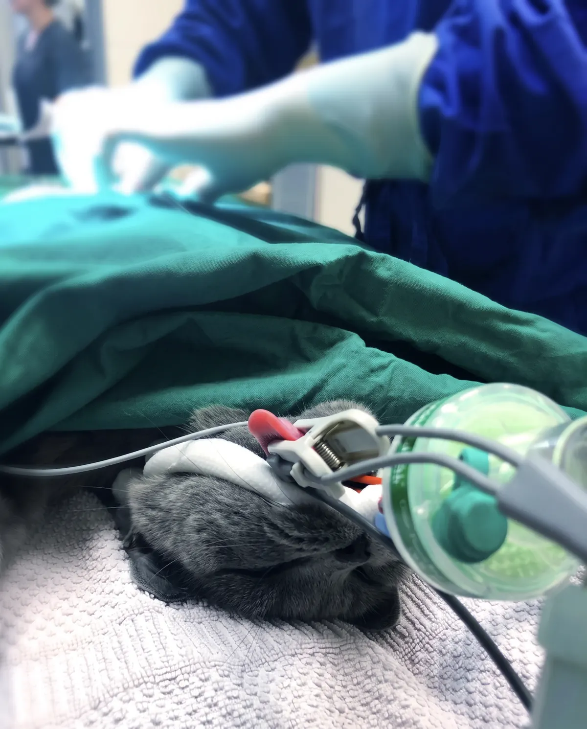 Patient unter Monitorüberwachung