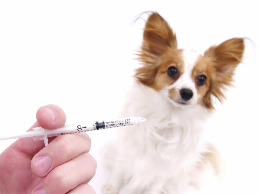 Papillon-Hund bei der Impfung